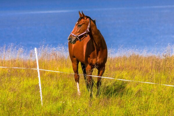 Caballo en la orilla del río