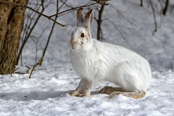 Hiver, dans un cercle de neige, parmi une telle beauté est un grand lièvre blanc