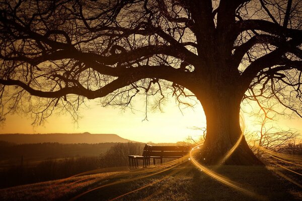 Ein Baum, der von der Morgensonne beleuchtet wird