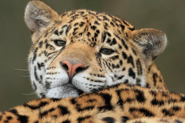 Sad jaguar looks at the camera