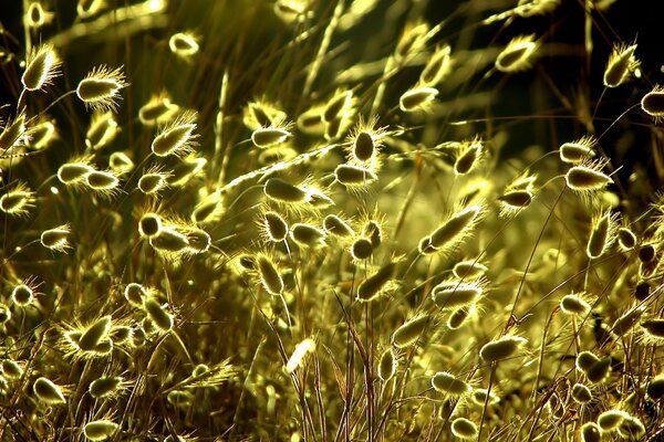 Tapete gelbes Gras in der Sonne