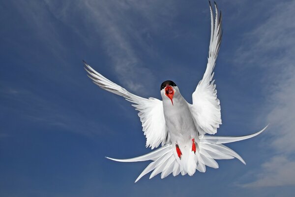 Pájaro en vuelo. Contra el cielo