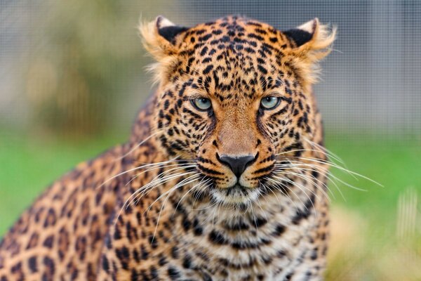 Hermosa foto de un depredador de leopardo