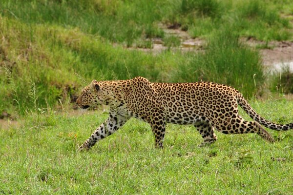 Leopardo guapo en la hierba