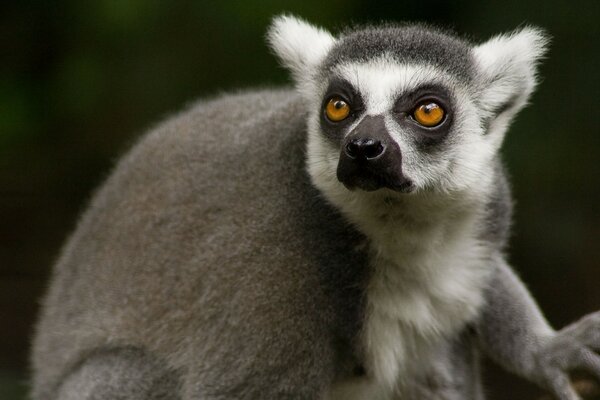 Lemur schaut zu. Tier Lemur