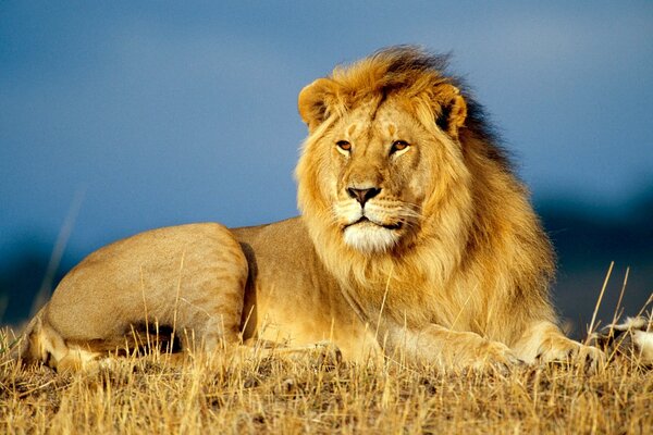 Król zwierząt lew leży