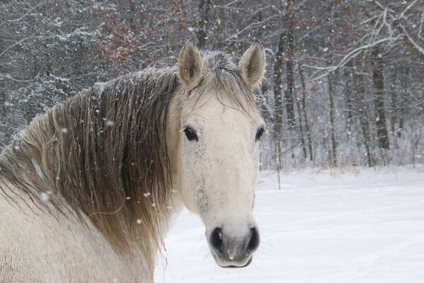 Pferd auf einem Winterspaziergang. Pferd im Winter