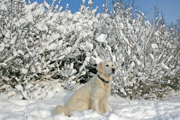 Hermoso perro blanco en un paisaje nevado