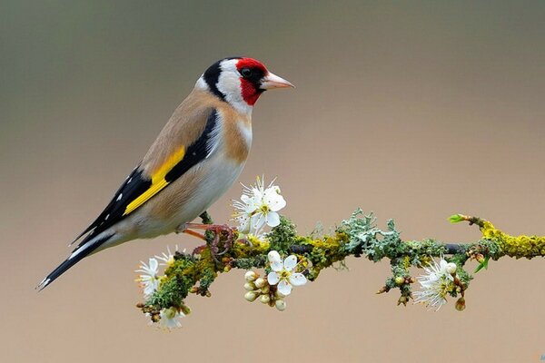 Chardonneret assis sur une branche fleurie