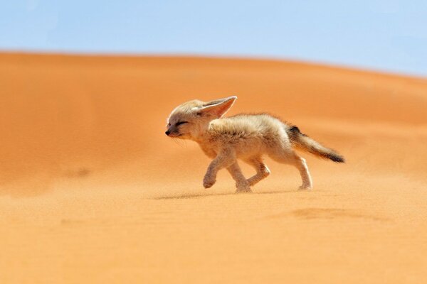 A little fenech is running through the desert