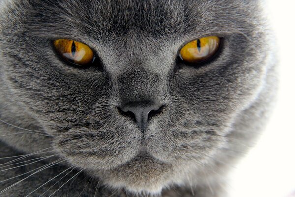 The cat of the Scotsman breed color gray
