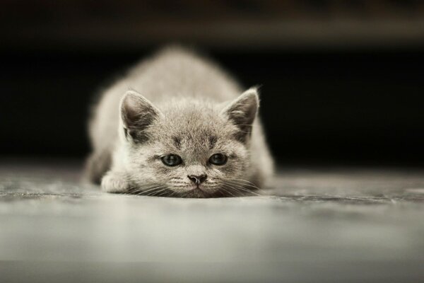 A gray kitten is lying on the floor