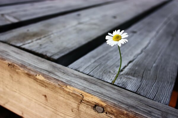 Marguerite solitaire se frayant un chemin à travers les planches