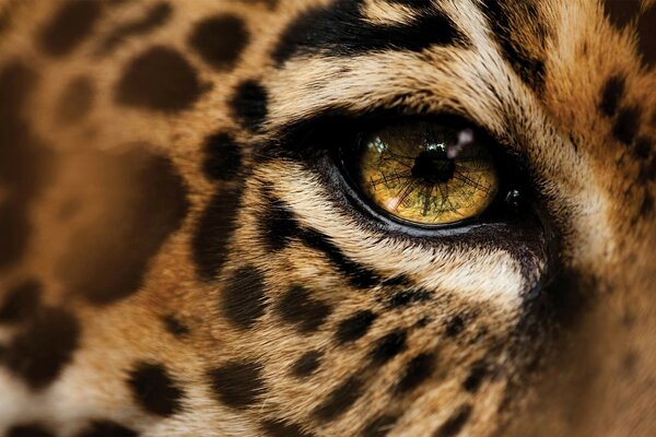 Macro photo of the leopard s eyes