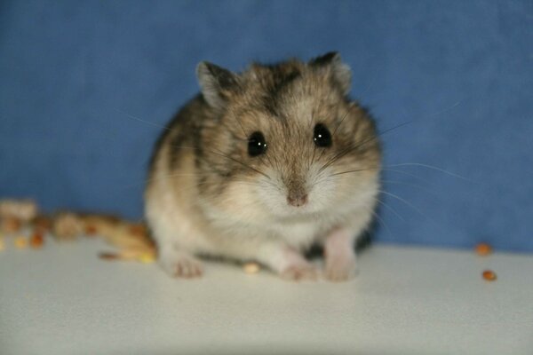 Baby hamster. Mi-mi-mishny