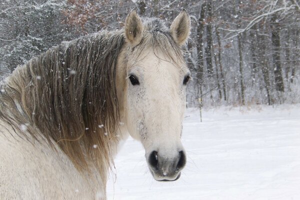 Horse outdoors in winter in the forest