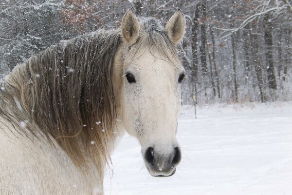 Cheval sur la nature en hiver dans la forêt