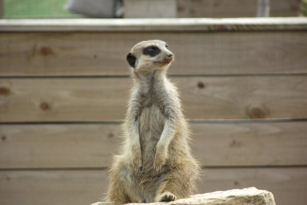 A meerkat is sitting on a small stone