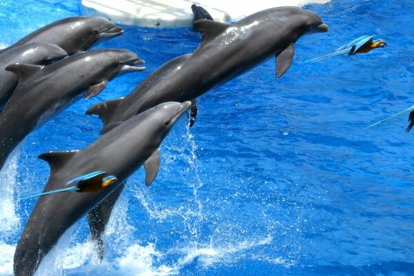 Delfiny w morzu całe stado