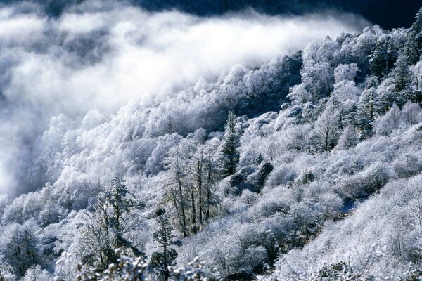 Winter forest in the mountains top view