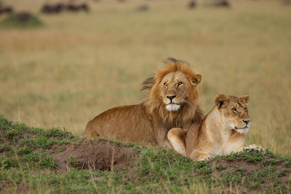 Couple Lion et lionne se trouvent à proximité