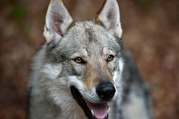 Chien métis avec loup closeup