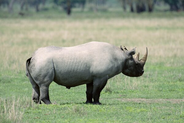 Rinoceronte en un paseo. Animal grande