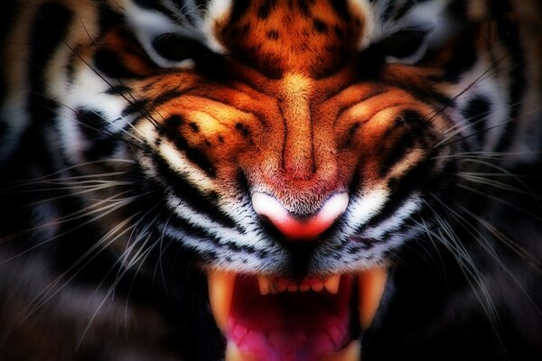 Le sourire prédateur du grand tigre
