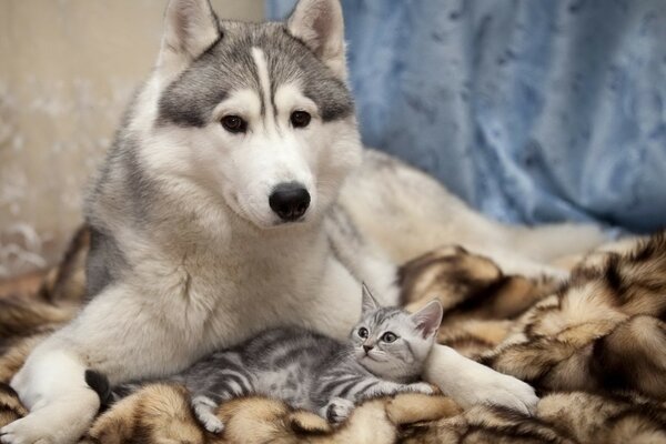 Husky Hund mit Katze