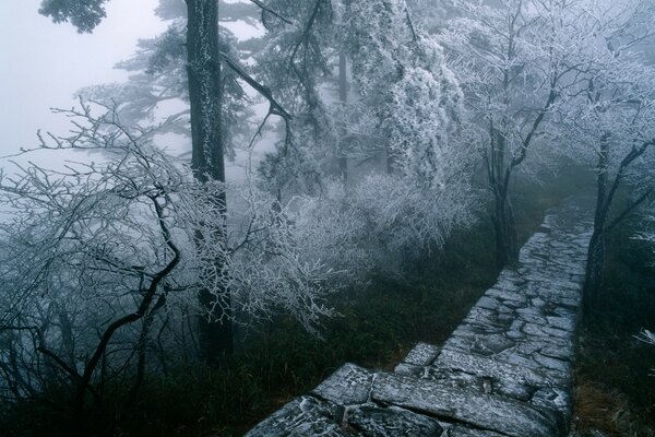 Sendero rocoso en medio de un bosque cubierto de nieve