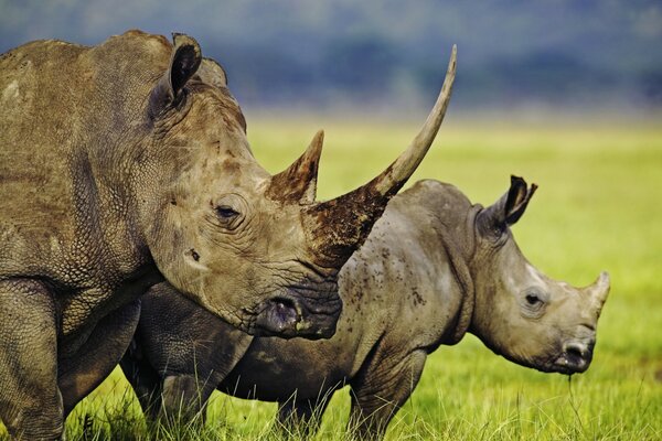 Africa. Savana. Coppia di Rinoceronti