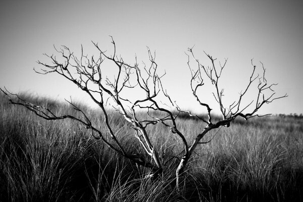 Arbuste sec se trouve dans le champ. image en noir et blanc