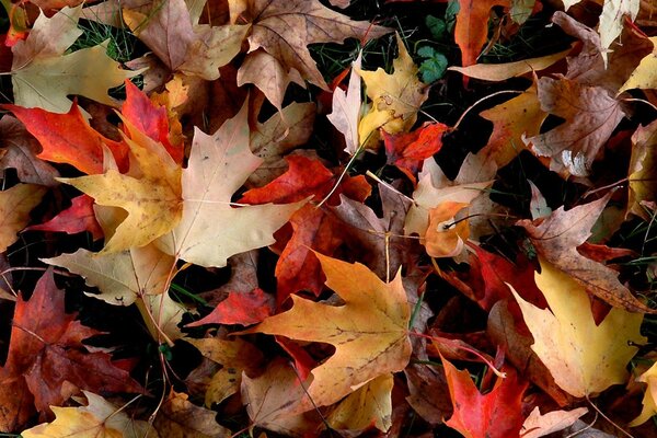 Herbst Herbst nun lass uns die Blätter fragen