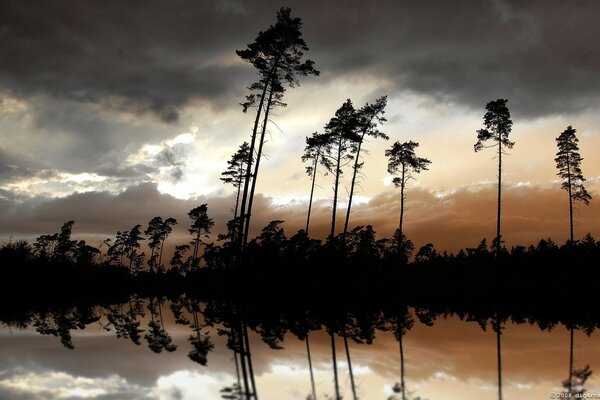 Alberi vicino al fiume notturno