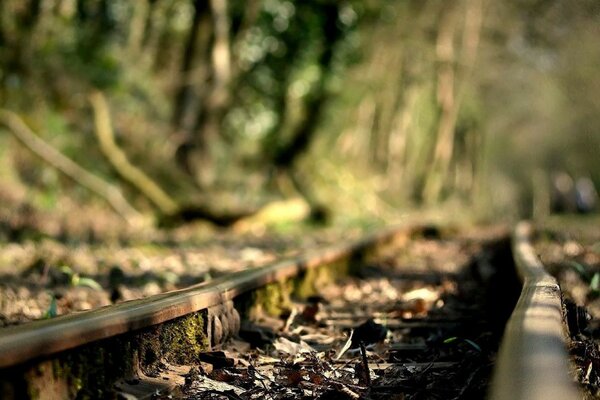 Alte verlassene Schienen im Wald