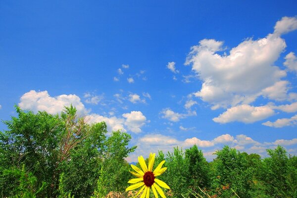 Fiore giallo su sfondo verde e cielo