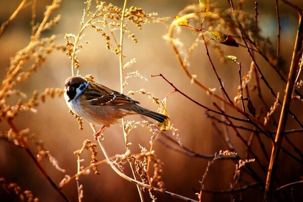 Un petit moineau est assis sur une branche