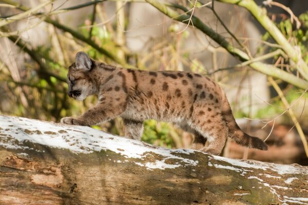 Wild cat cougar cub