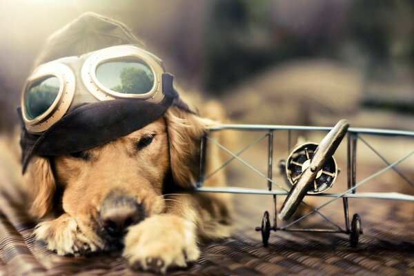 The dog is lying next to the plane with glasses