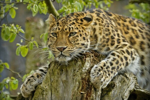 Leopardo dell Amur come gatto selvatico