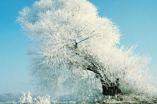 Baum im Frost im Feld