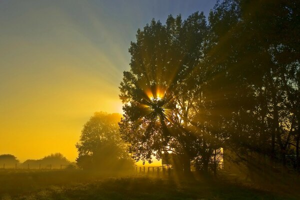 Sunrise sun rays through tree branches