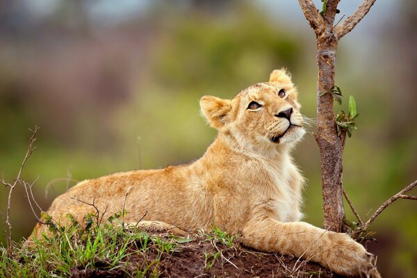 Petit Lion, petit lionceau sur l herbe