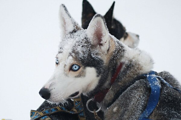 Psy husky zimą na śniegu