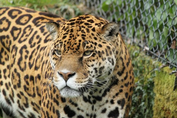 Wildkatze Jaguar neben dem Zaun