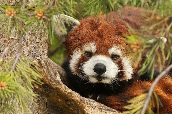 Panda rouge sur l arbre