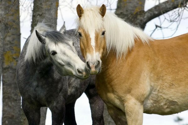 Un par de caballos contra los árboles