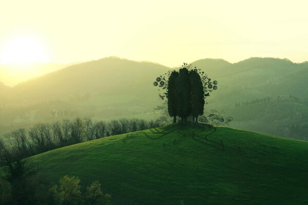 Schöner Baum in der Mitte des Feldes