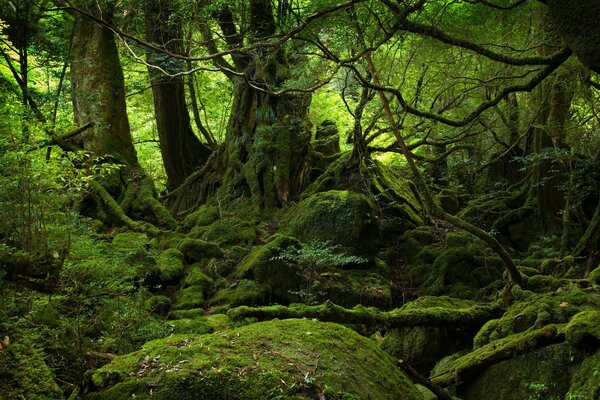 Mousse verte dans la vieille forêt