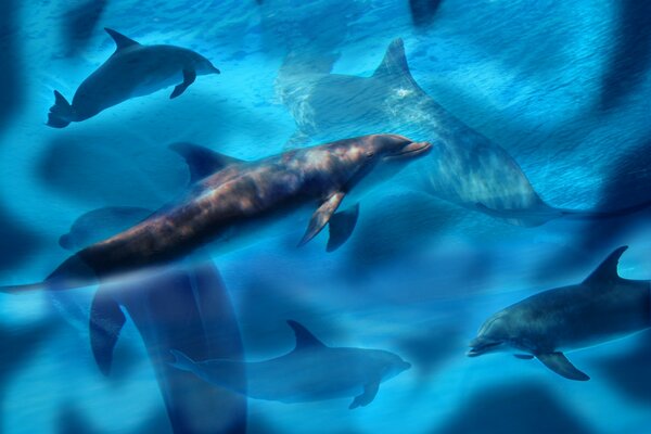 Delfines en el mar azul